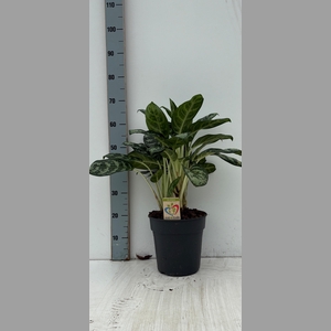 AG KL AMAZON SILVER