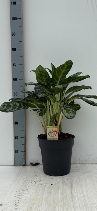 <h4>AG KL AMAZON SILVER</h4>