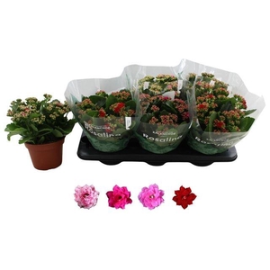 KALAN CALAN MIX ROSALINA P15