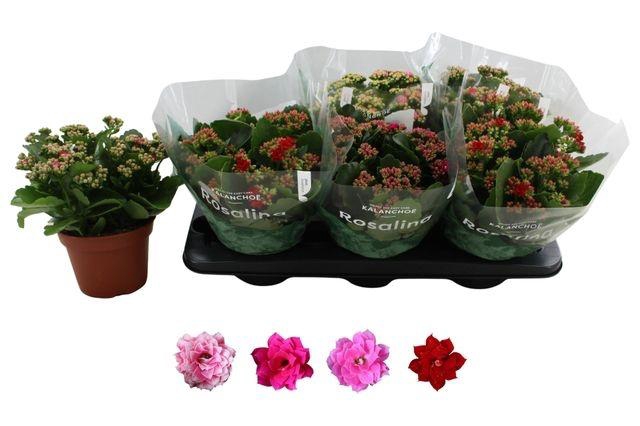 <h4>KALAN CALAN MIX ROSALINA P15</h4>