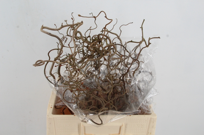 <h4>CORYL AV CONTORTA 2 JARIG</h4>