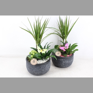 arr2 PL - Ker. barok dracena - roze/wit