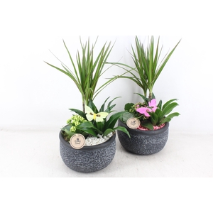 arr2 PL - Ker. barok dracena - roze/wit