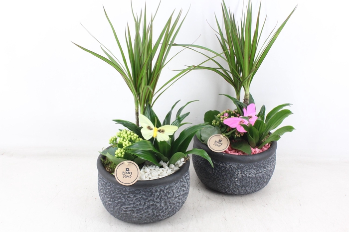 <h4>arr2 PL - Ker. barok dracena - roze/wit</h4>