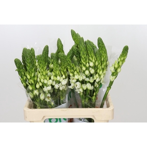 Ornithogalum thyrsoides Milky Way