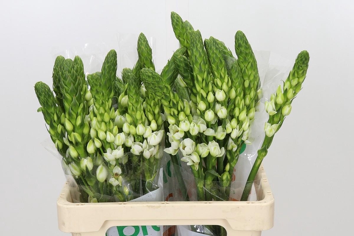 <h4>Ornithogalum thyrsoides Milky Way</h4>