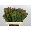 Leucadendron Goldstrike