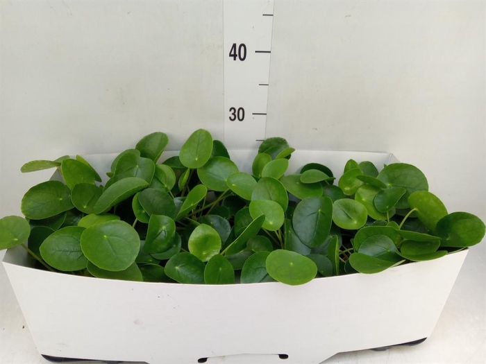 <h4>Pilea peperomioides</h4>