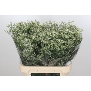 Limonium sinensis Clear Diamond