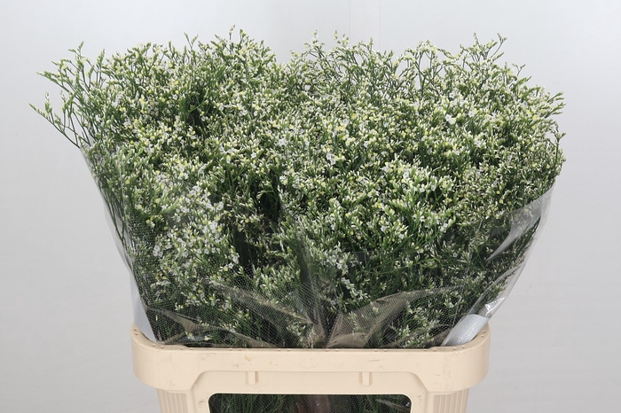 <h4>Limonium sinensis Clear Diamond</h4>