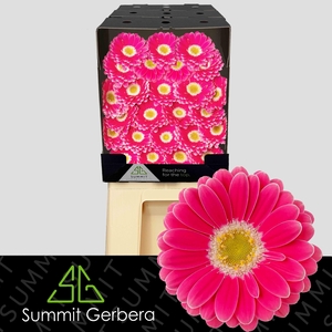 Germini Twiggy Diamond