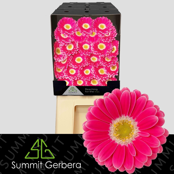 <h4>Germini Twiggy Diamond</h4>