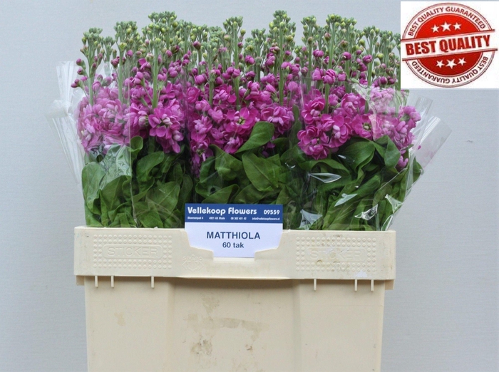 <h4>MATTH FEDORA</h4>