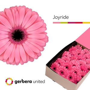 Gerbera Joyride Doos