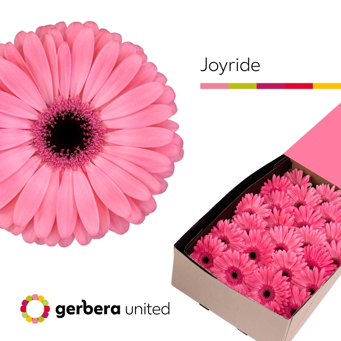 <h4>Gerbera Joyride Doos</h4>