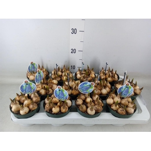 Muscari  'Big Smile'