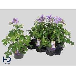 AQUIL EARLYB PUR BLU
