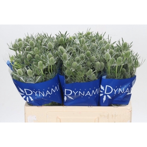 Eryngium Silver Dynamite