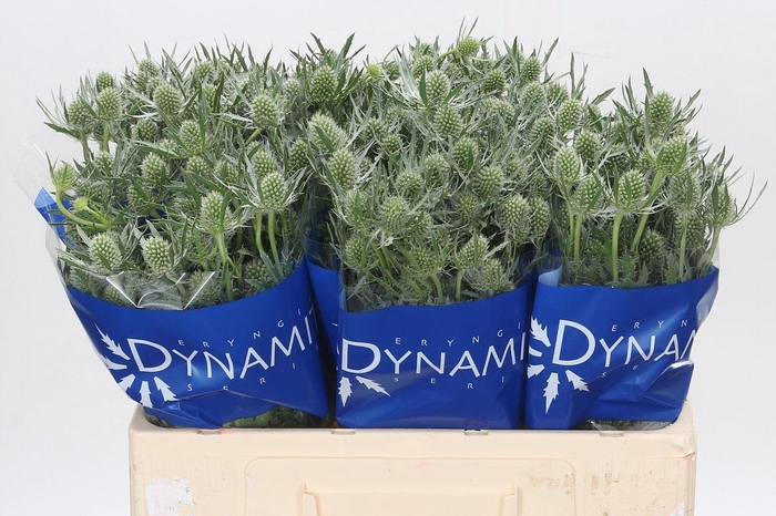 <h4>Eryngium Silver Dynamite</h4>