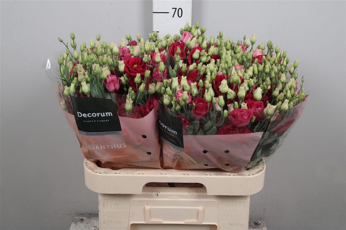 <h4>Eus G Rosi Red</h4>