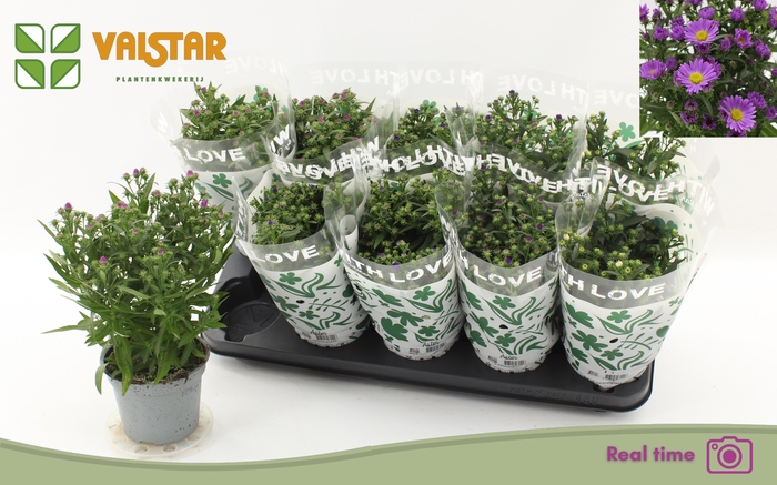 <h4>ASTE STARL GEM</h4>