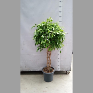 Ficus benja. 'Anastasia'