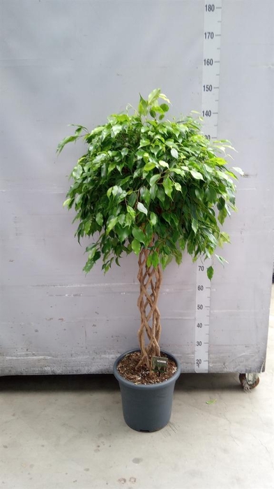 <h4>Ficus benja. 'Anastasia'</h4>