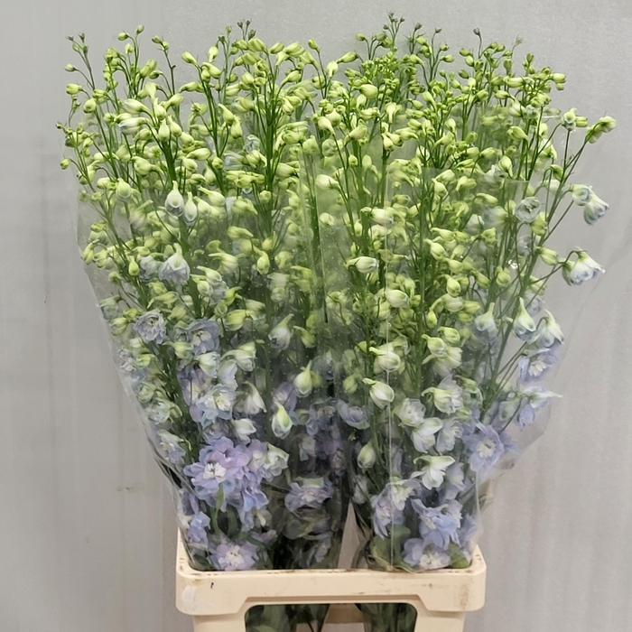 <h4>DELPH DU AUR L BLUE</h4>