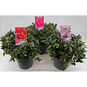 Rhododendron (AJ) Mix