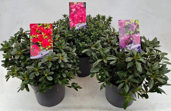 <h4>Rhododendron (AJ) Mix</h4>