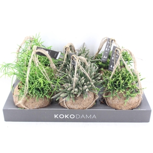 arr3 Kokoplant - Rhipsalis mix x6