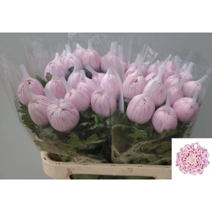 CHR G VIENNA PINK