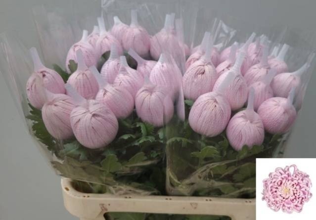 <h4>CHR G VIENNA PINK</h4>