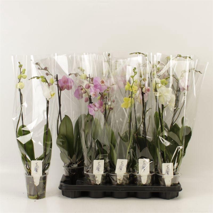 <h4>PHAL GEM 6 KL</h4>