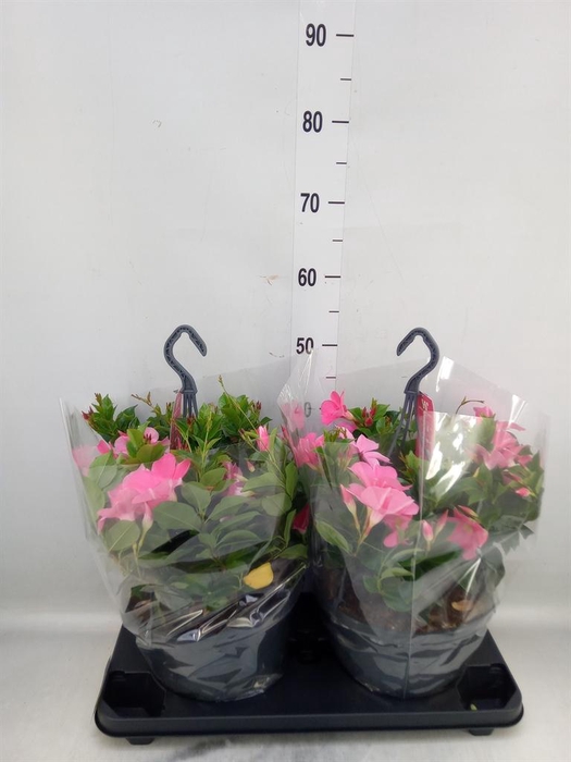 <h4>Mandevilla am. 'Sundav Pretty Rose'</h4>