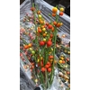 EGGPLANTS (AUBERGINE) ORANGE 1KG