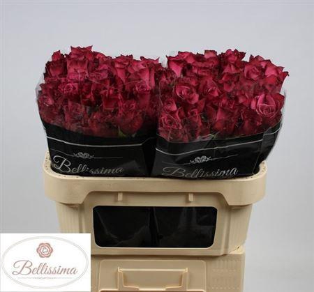 <h4>R Gr Inevitable</h4>