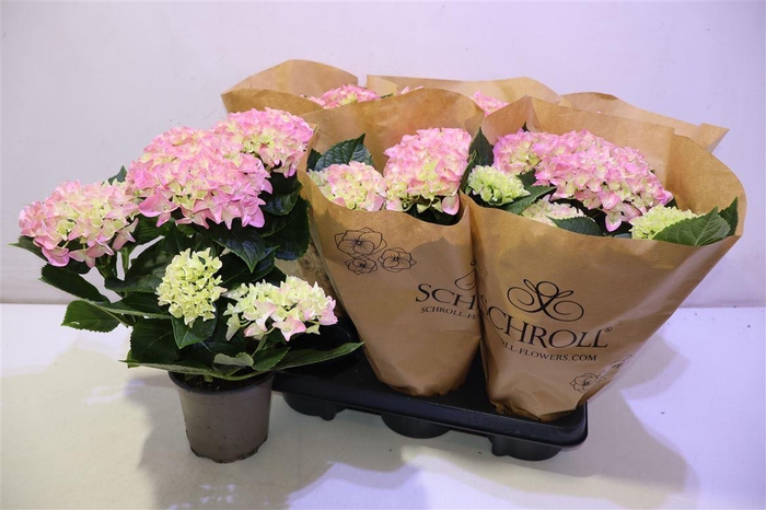 <h4>arr8 Hydr M Ov</h4>