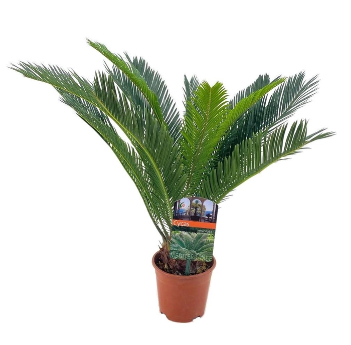 <h4>Cycas revoluta</h4>