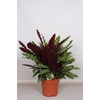 Calathea Lancifolia Insigne