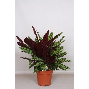 Calathea Lancifolia Insigne