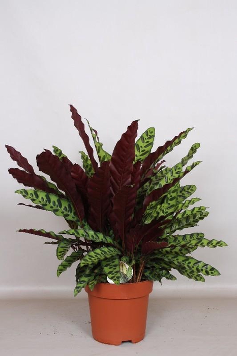 <h4>Calathea Lancifolia Insigne</h4>
