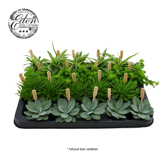 <h4>Gemengde tray 5,5cm Mix A</h4>