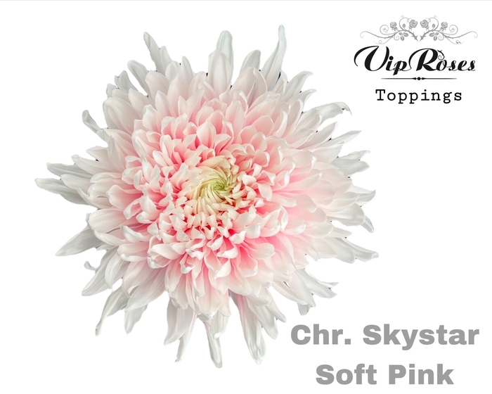 <h4>CHR G SKYSTAR SOFT PINK</h4>