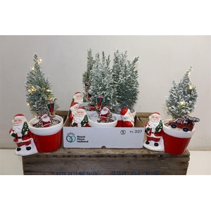 arr8 Cham L Ellwoodii + Snow In Keramiek