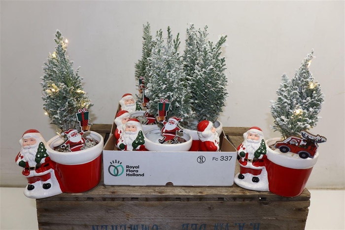 <h4>arr8 Cham L Ellwoodii + Snow In Keramiek</h4>