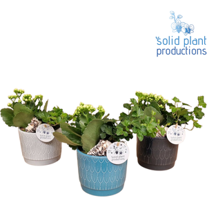 NV001 Ariël Navy Kalanchoë Hedera