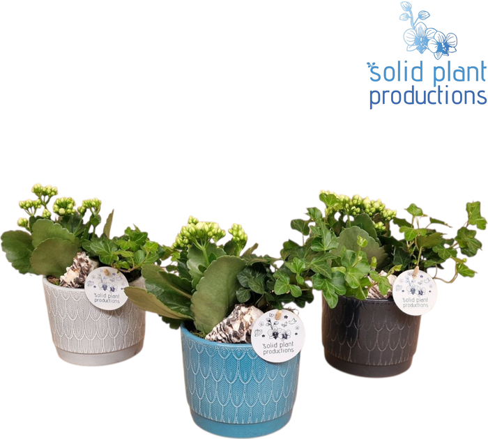 <h4>NV001 Ariël Navy Kalanchoë Hedera</h4>