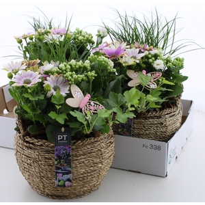 ARR TUINPLANTEN