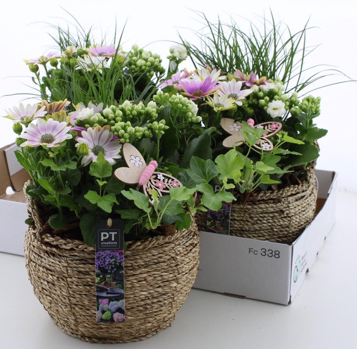 <h4>ARR TUINPLANTEN</h4>